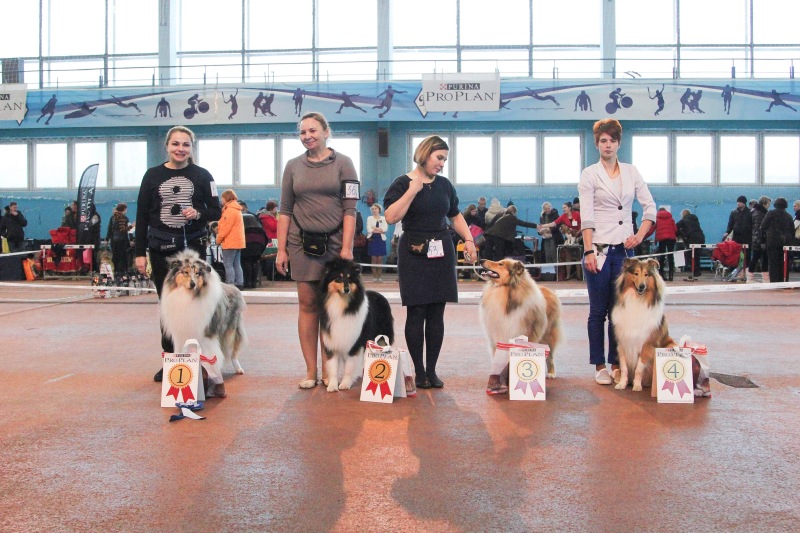 Выставки собак минск. Колли на выставке. Выставка собак в Минске.