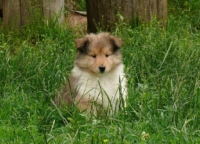 Щенки колли