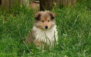 Щенки колли