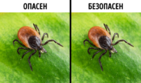 иксодовый клещ