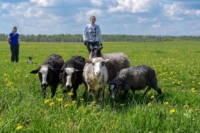 Недреска, Беларусь