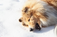 колли
