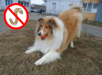 колли