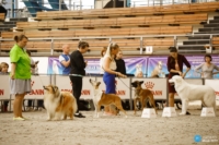 07.09.2019-CACIB, Minsk