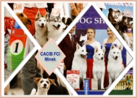 international dog show