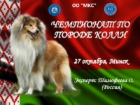 Чемпионат колли -2019, Минск, эксперт Тимофеева О.