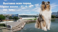 Ринг колли, республиканская выставка собак 27.10.2019, Минск