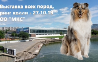 Ринг колли, республиканская выставка собак 27.10.2019, Минск