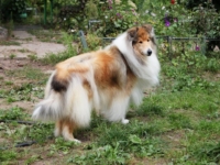 Взрослая колли