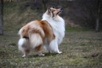 колли