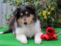 щенки колли