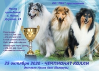 Чемпионат колли