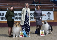 Чемпионат колли, суки, класс чемпионы