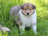 щенки колли