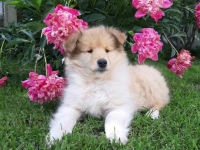 щенки колли