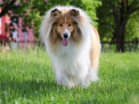 колли Биби