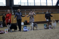Best in show колли