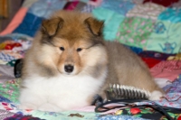 щенки колли