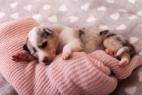 щенки гладкошерстных колли