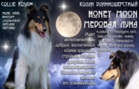 Honey Moon