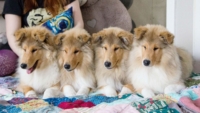 Щенки колли