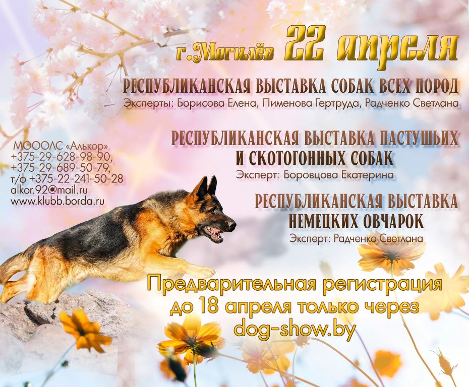 Республиканская выставка пастушьих и скотогонных собак 22 апреля, Могилёв